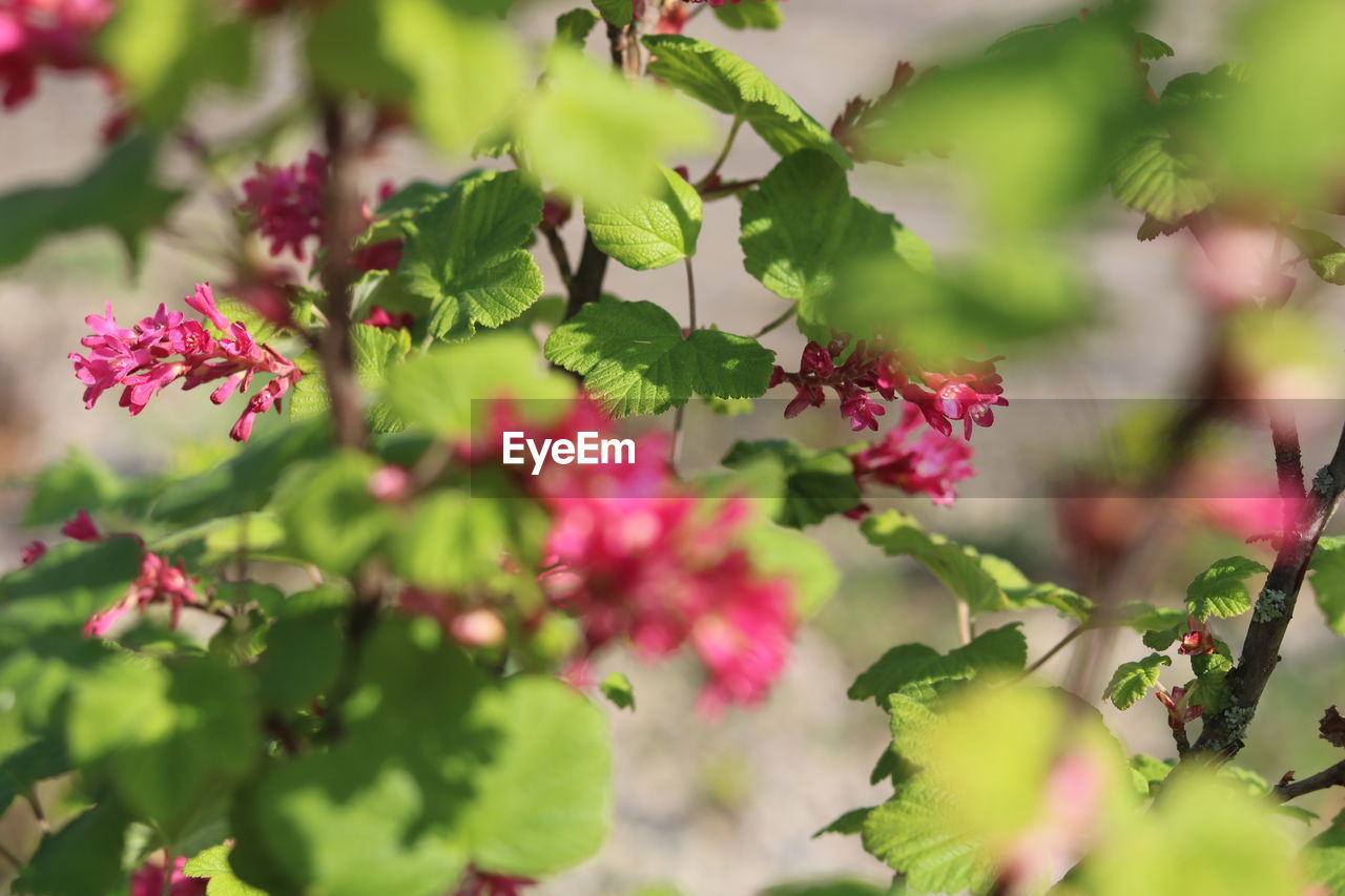 CLOSE-UP OF PINK FLOWERING PLANT WITH LEAVES