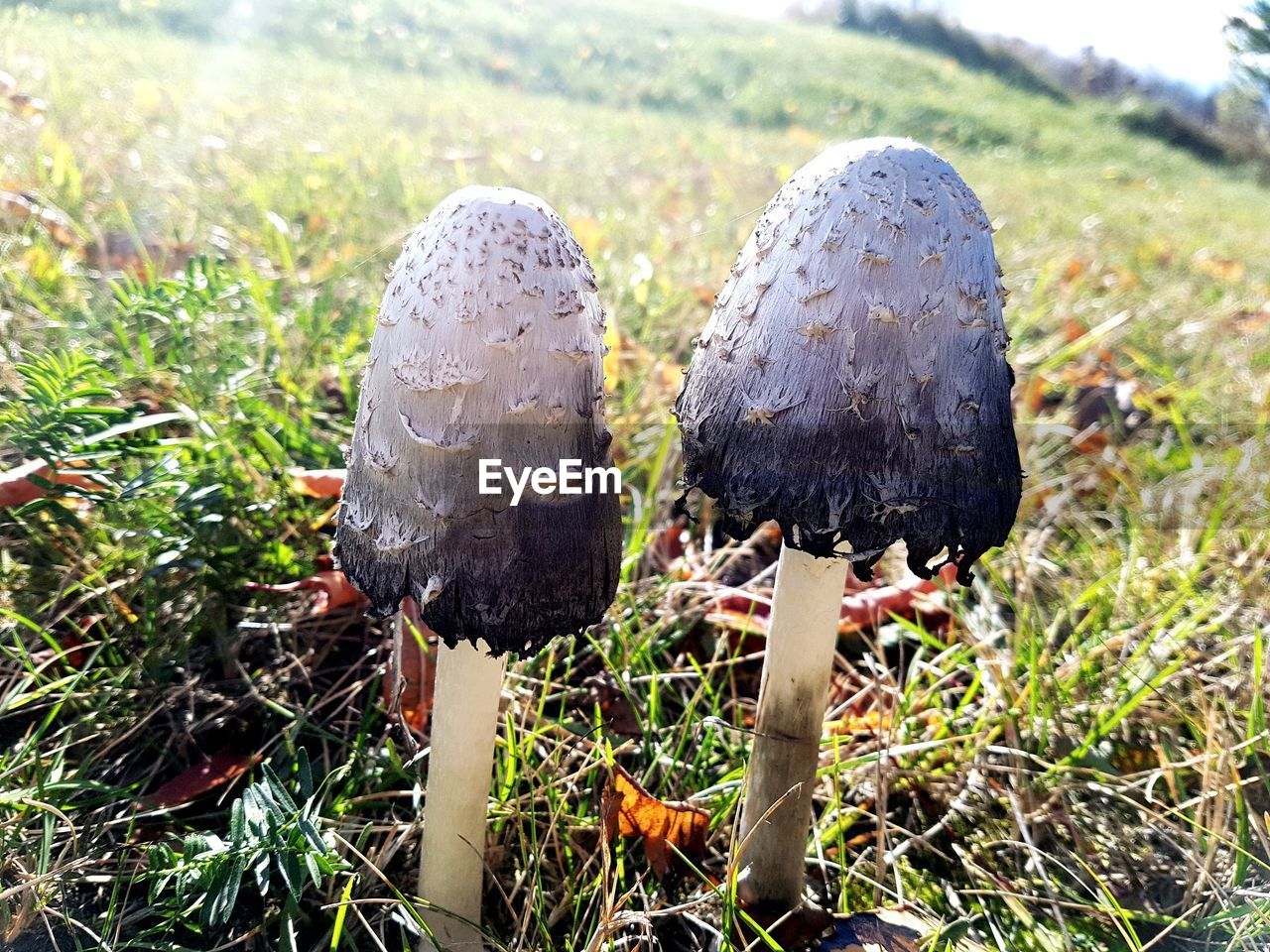 CLOSE-UP OF MUSHROOM GROWING ON FIELD