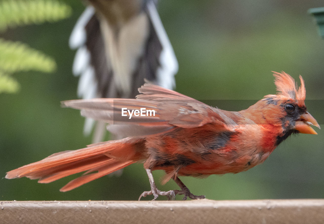 CLOSE-UP SIDE VIEW OF BIRD PERCHING ON RED OUTDOORS