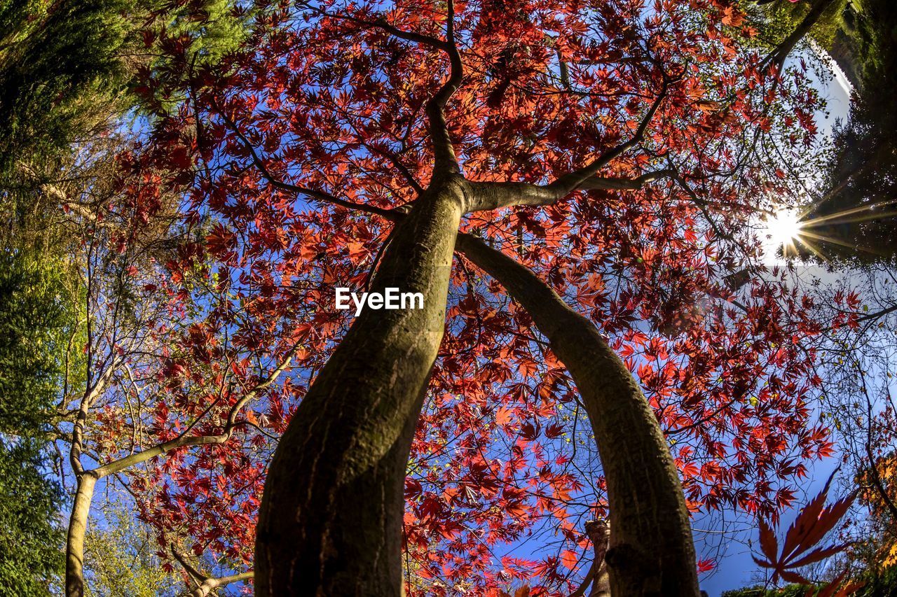 Low angle view of tree in forest during autumn