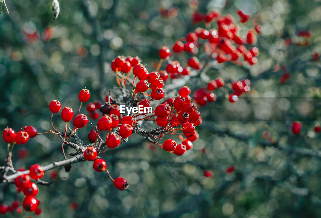 RED BERRIES GROWING ON TREE