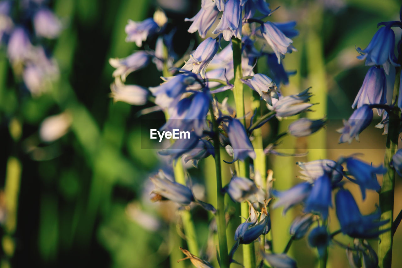 Close-up of purple flowering plants