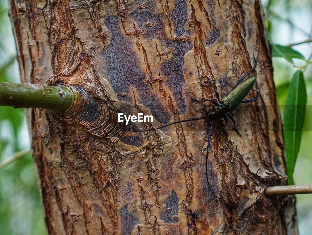 CLOSE-UP OF LIZARD ON TREE TRUNK