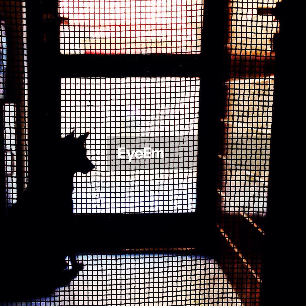 Silhouette dog in cage