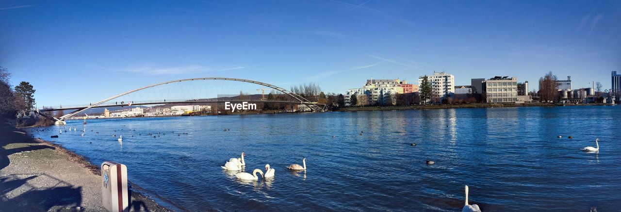 View of seagulls and buildings in city