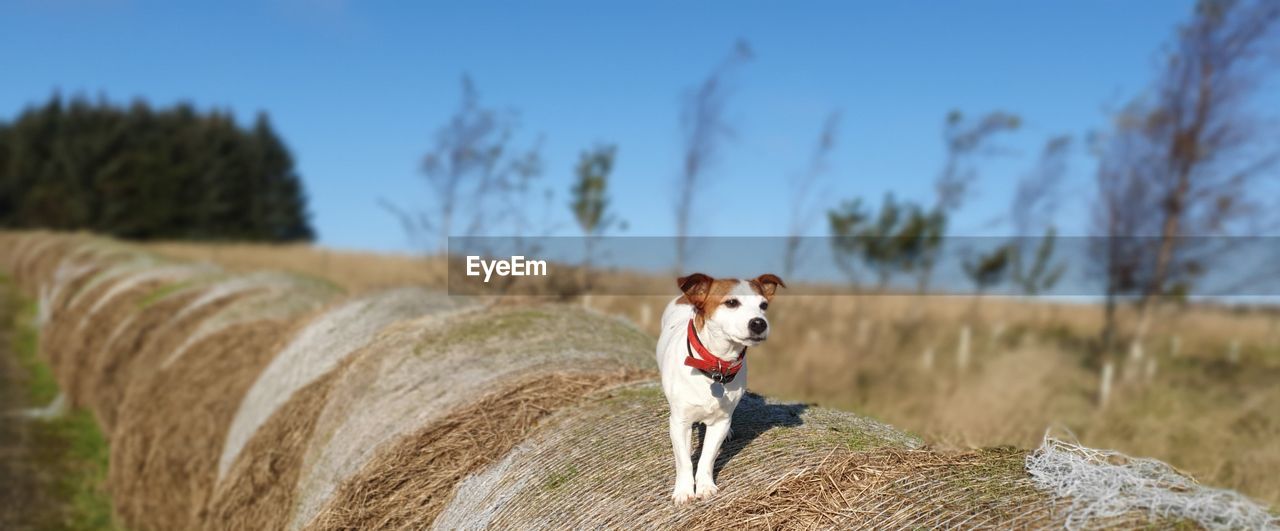 Portrait of dog on field against sky