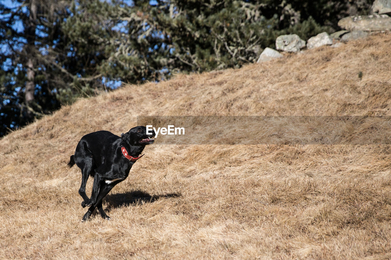 Dog running on field