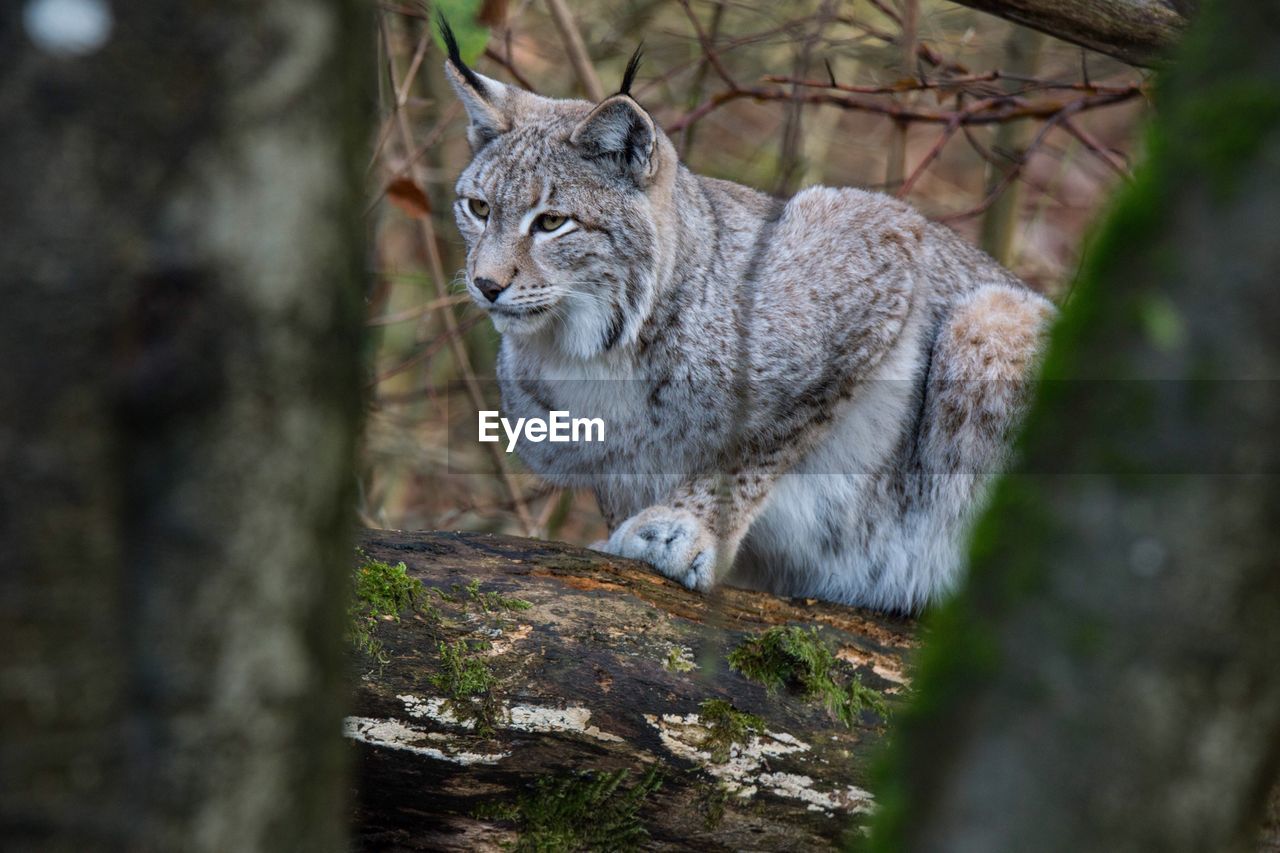 Bobcat sitting on tree trunk at forest