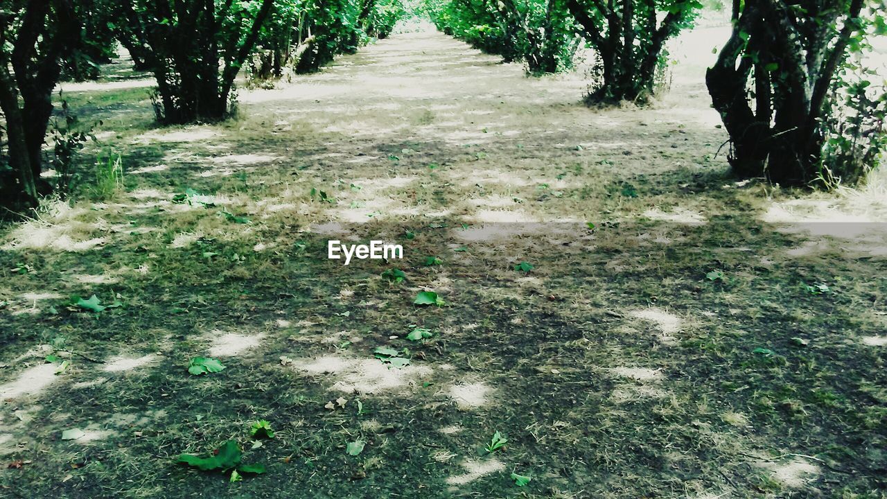 TREELINED FOOTPATH ALONG TREES