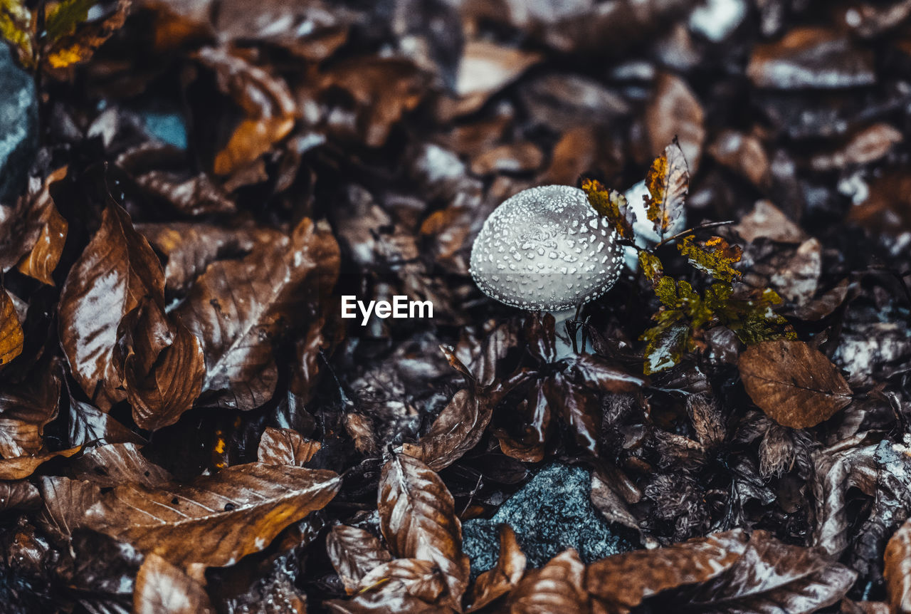 Close-up of mushroom growing on field