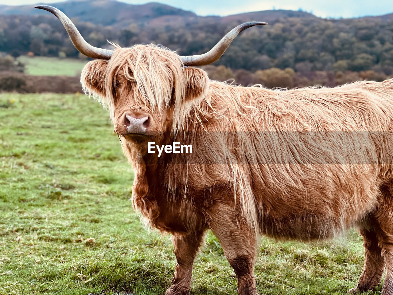 Highland cow