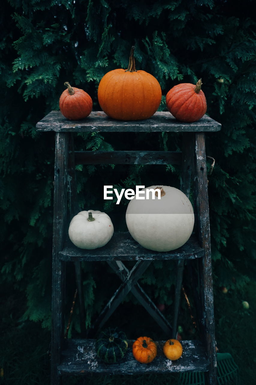 Pumpkins on wooden table in garden