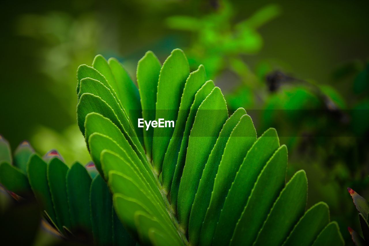 Close-up of green leaves