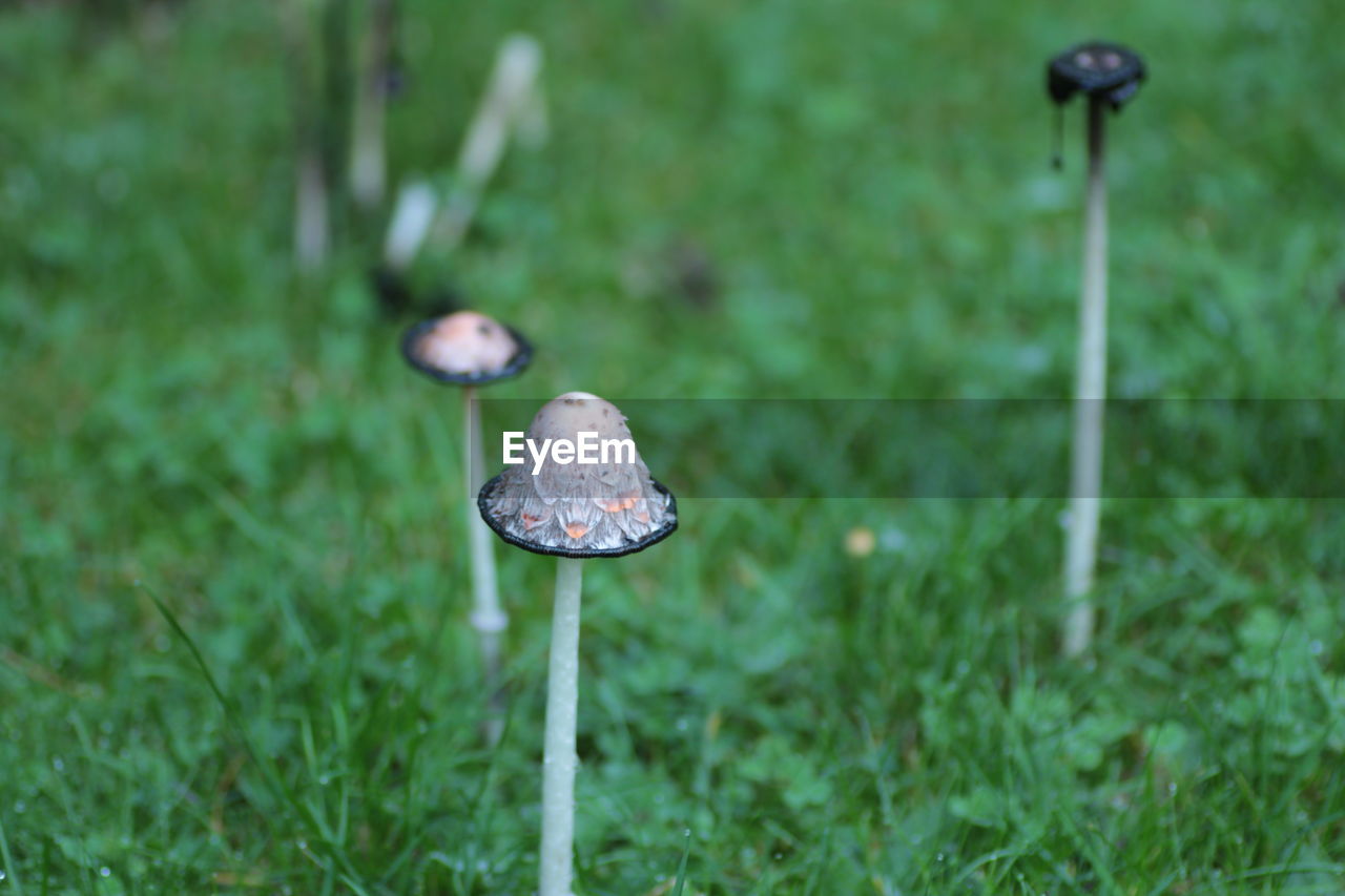 CLOSE-UP OF MUSHROOMS GROWING ON FIELD