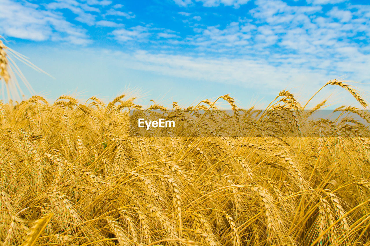 low angle view of wheat growing on field against sky