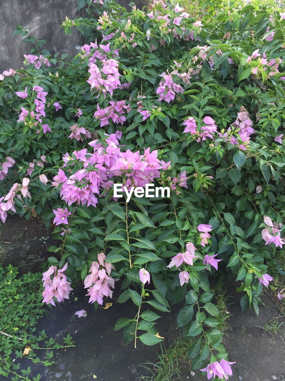 PINK FLOWERS BLOOMING IN GARDEN