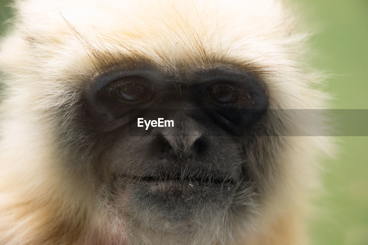 Close-up portrait of monkey