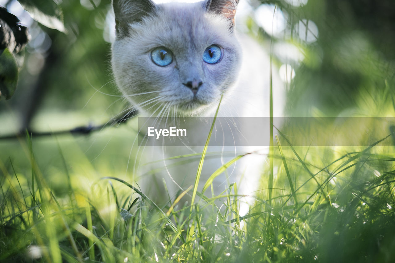 Close-up portrait of cat