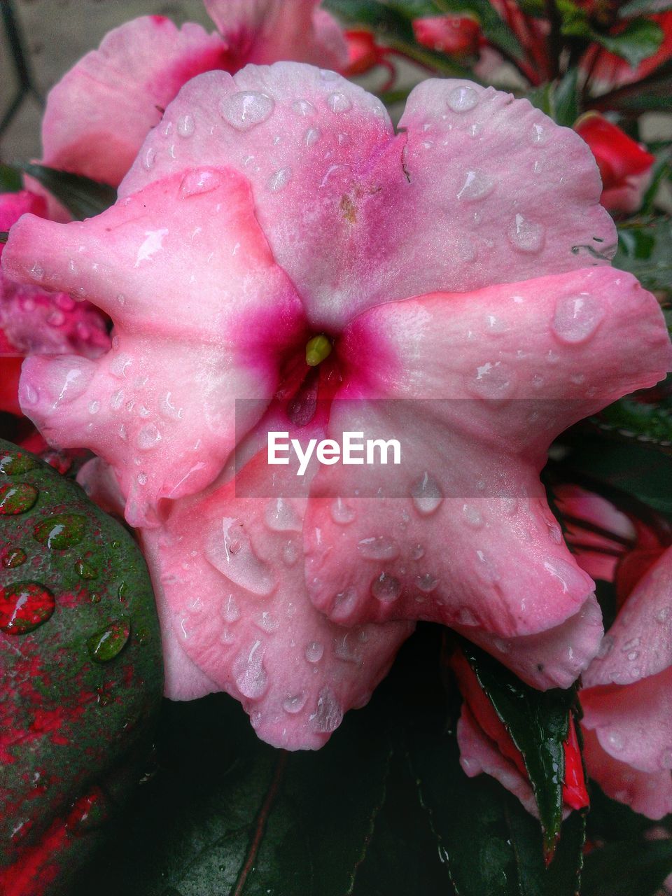 CLOSE-UP OF WATER DROPS ON PINK FLOWERS