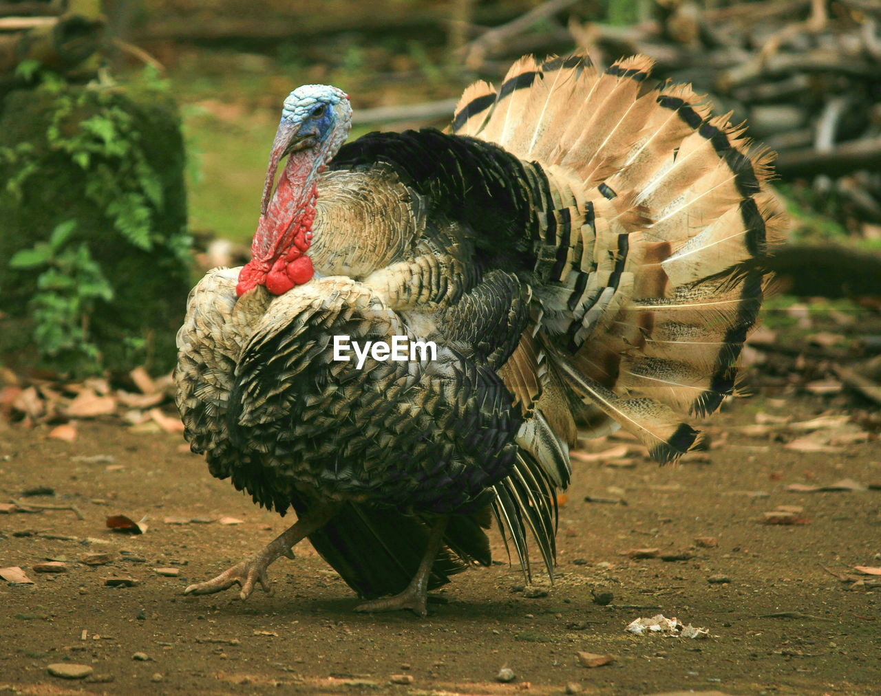 View of a bird on field turkey poultry animal
