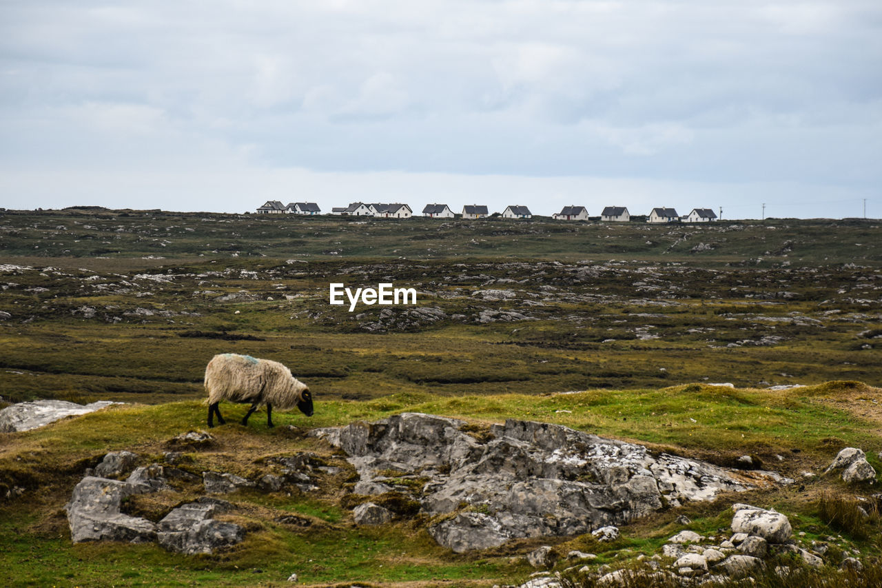 Sheep grazing in a field