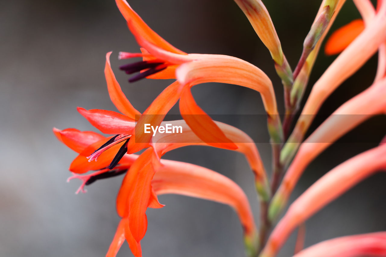 Vibrant summer watsonia flower stalk watsonia pillansii