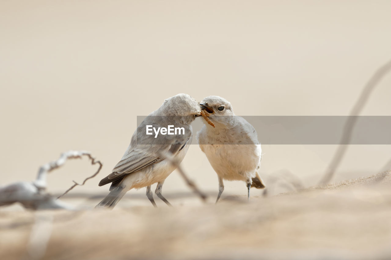 LOW ANGLE VIEW OF BIRDS PERCHING ON THE BACKGROUND