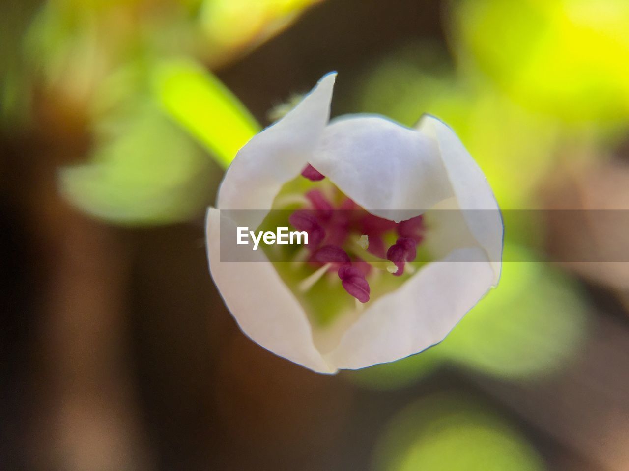 CLOSE-UP OF WHITE FLOWERS BLOOMING OUTDOORS