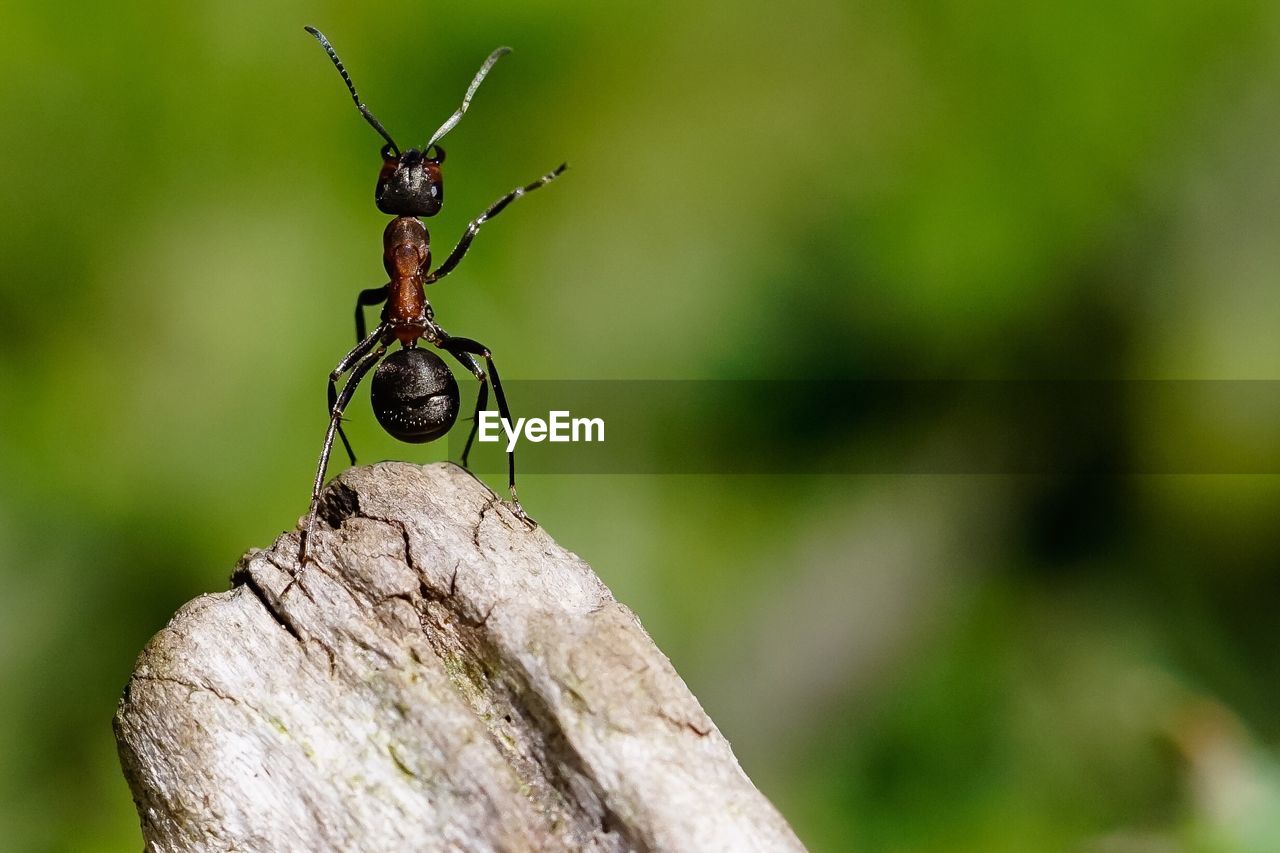 Macro shot of ant on wood