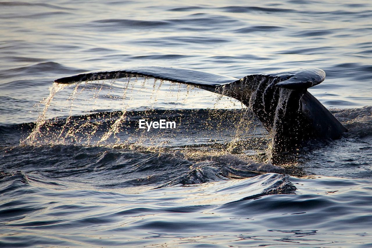 Whale swimming in sea