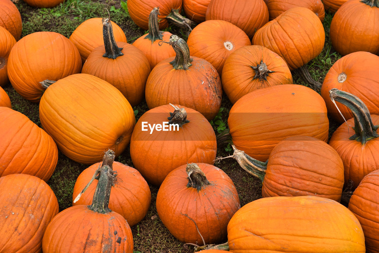 HIGH ANGLE VIEW OF PUMPKINS IN MARKET