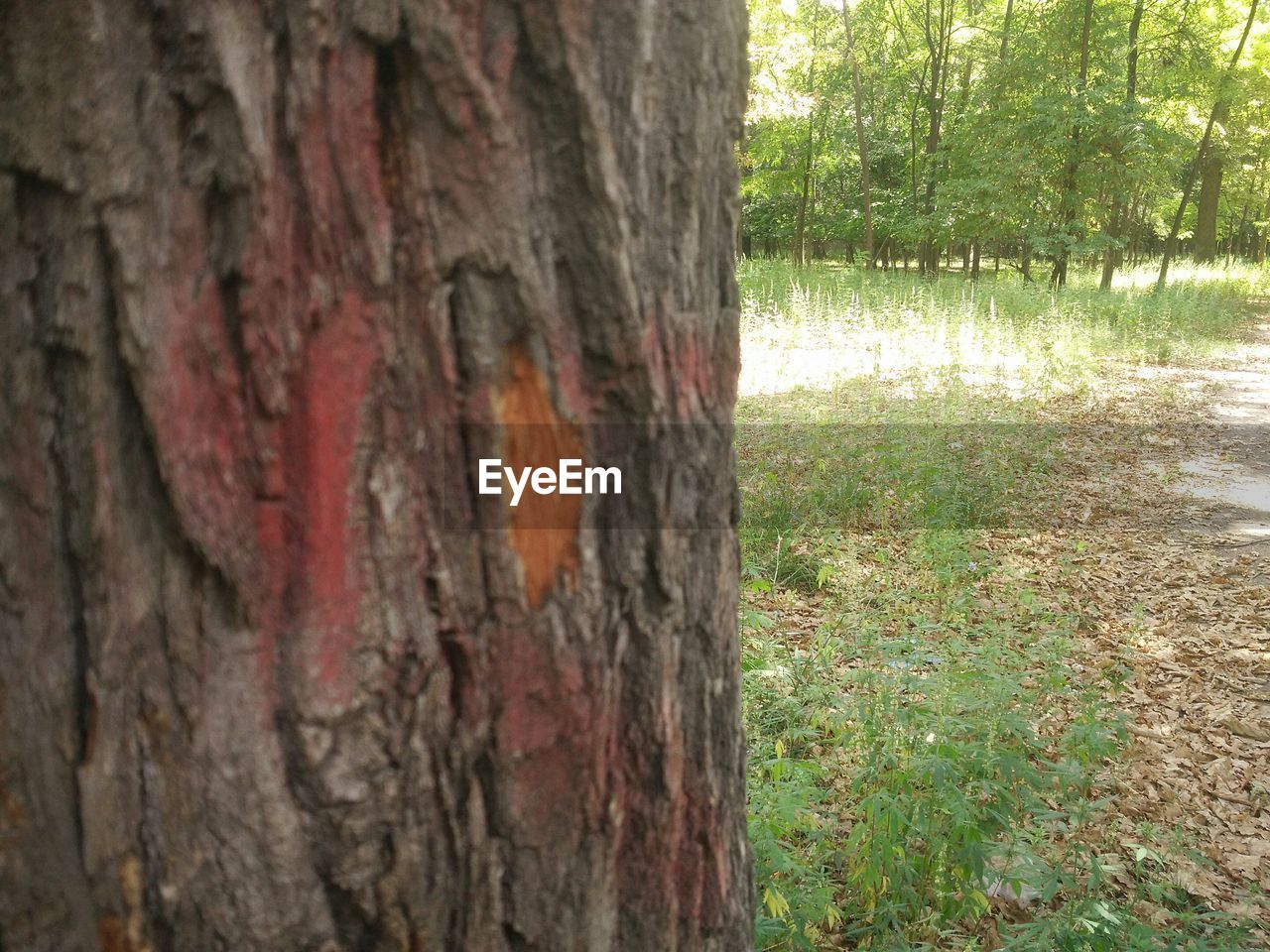 CLOSE-UP OF TREE TRUNK