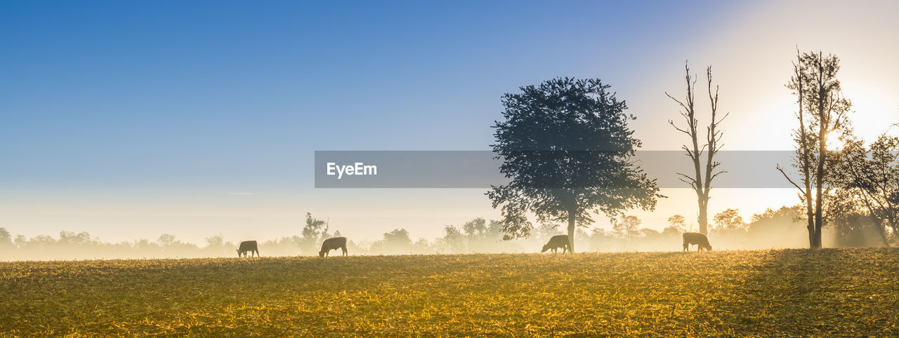 Cows grazing in the early morning fog.