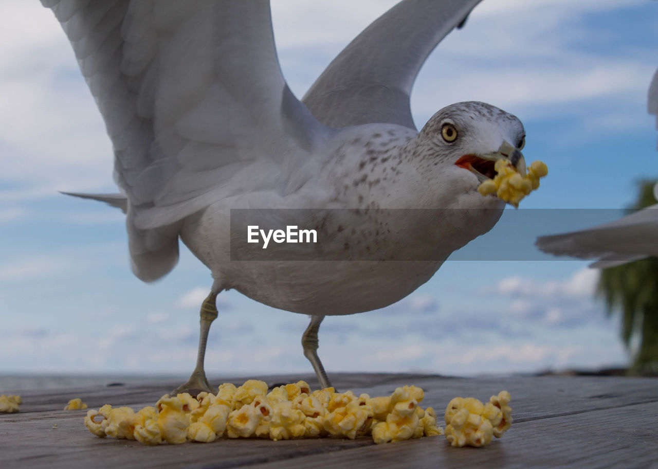 Close-up of seagull holding popcorn in mouth on table
