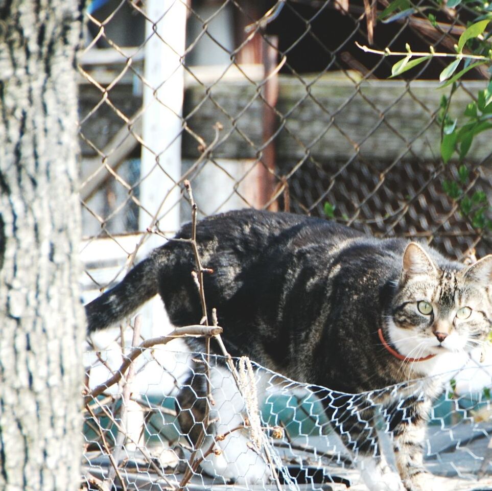 CAT WITH DOG IN BACKGROUND