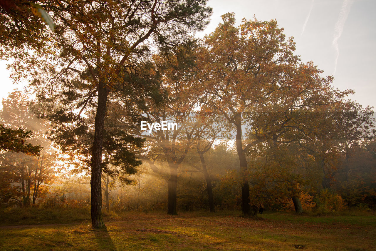 Trees on field against sky during autumn