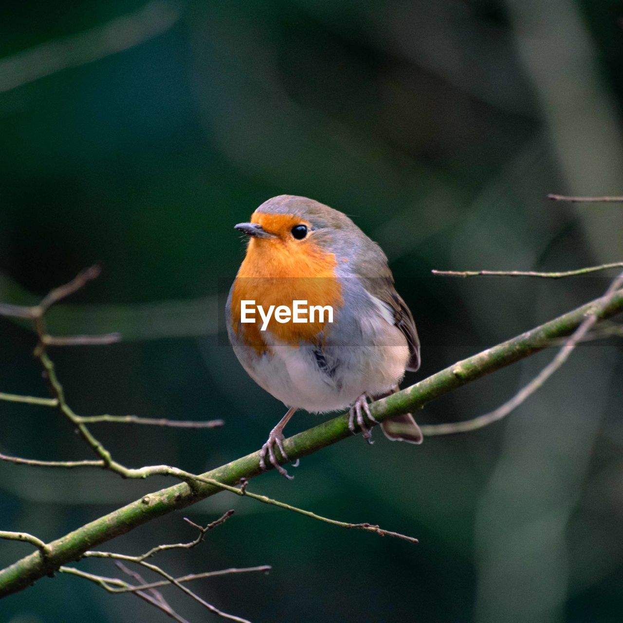 close-up of bird perching on tree