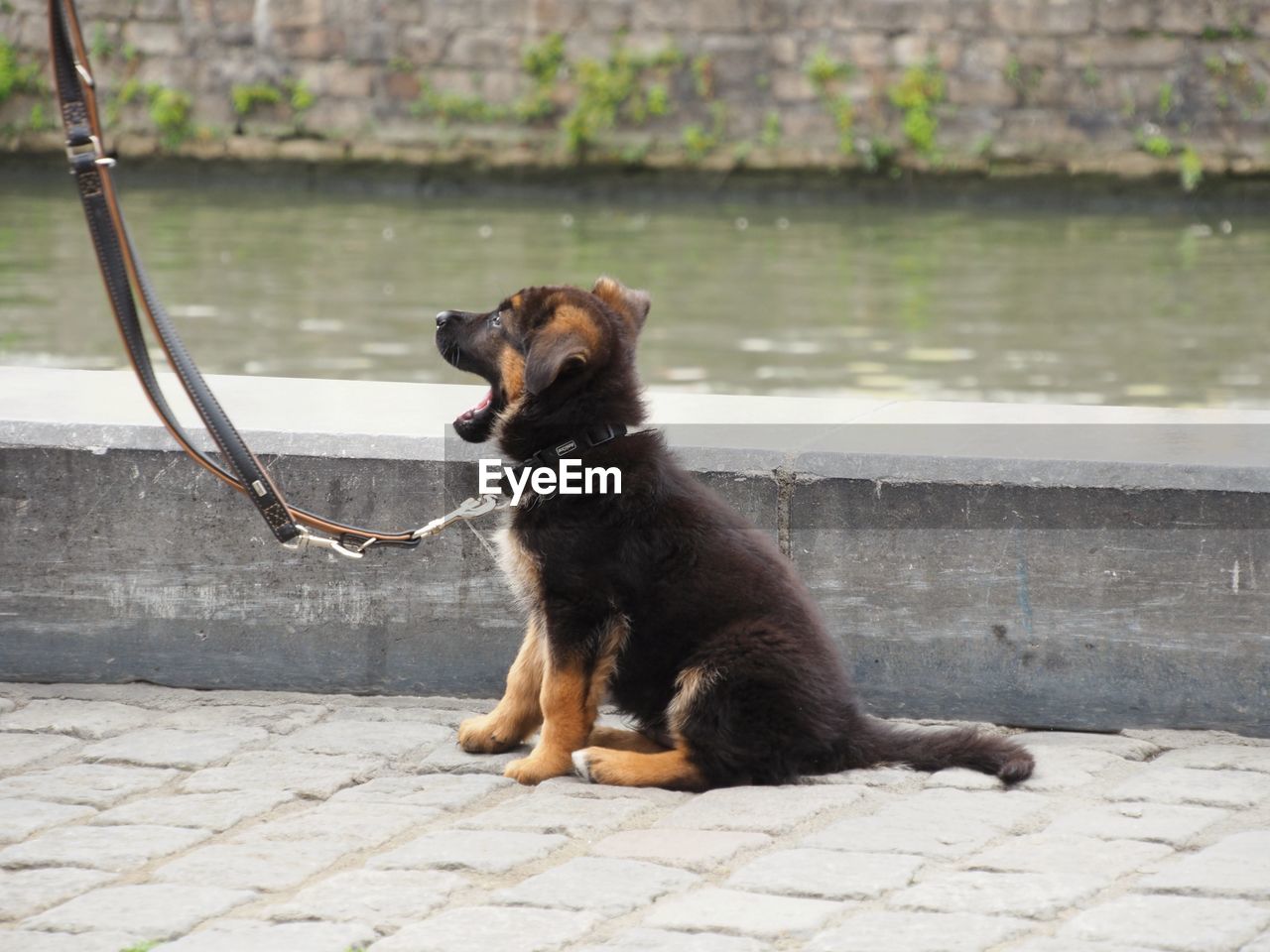 DOG LOOKING AWAY WHILE SITTING ON FOOTPATH BY LAKE