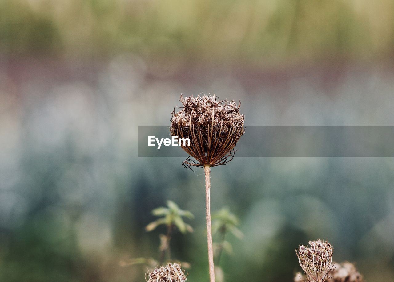 Close-up of thistle