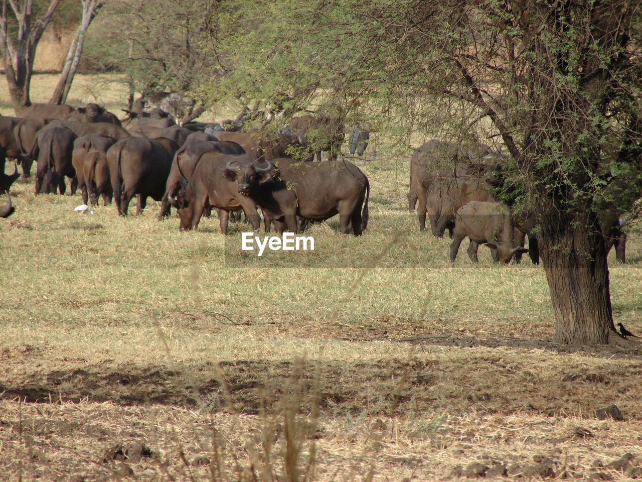 VIEW OF ELEPHANTS DRINKING WATER