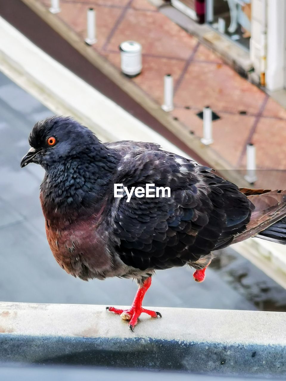 CLOSE-UP OF PIGEON PERCHING