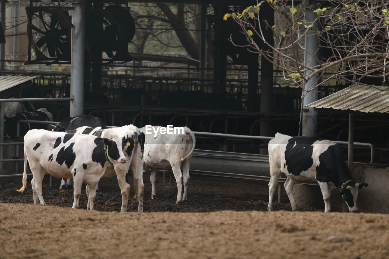 Cows standing in a farm