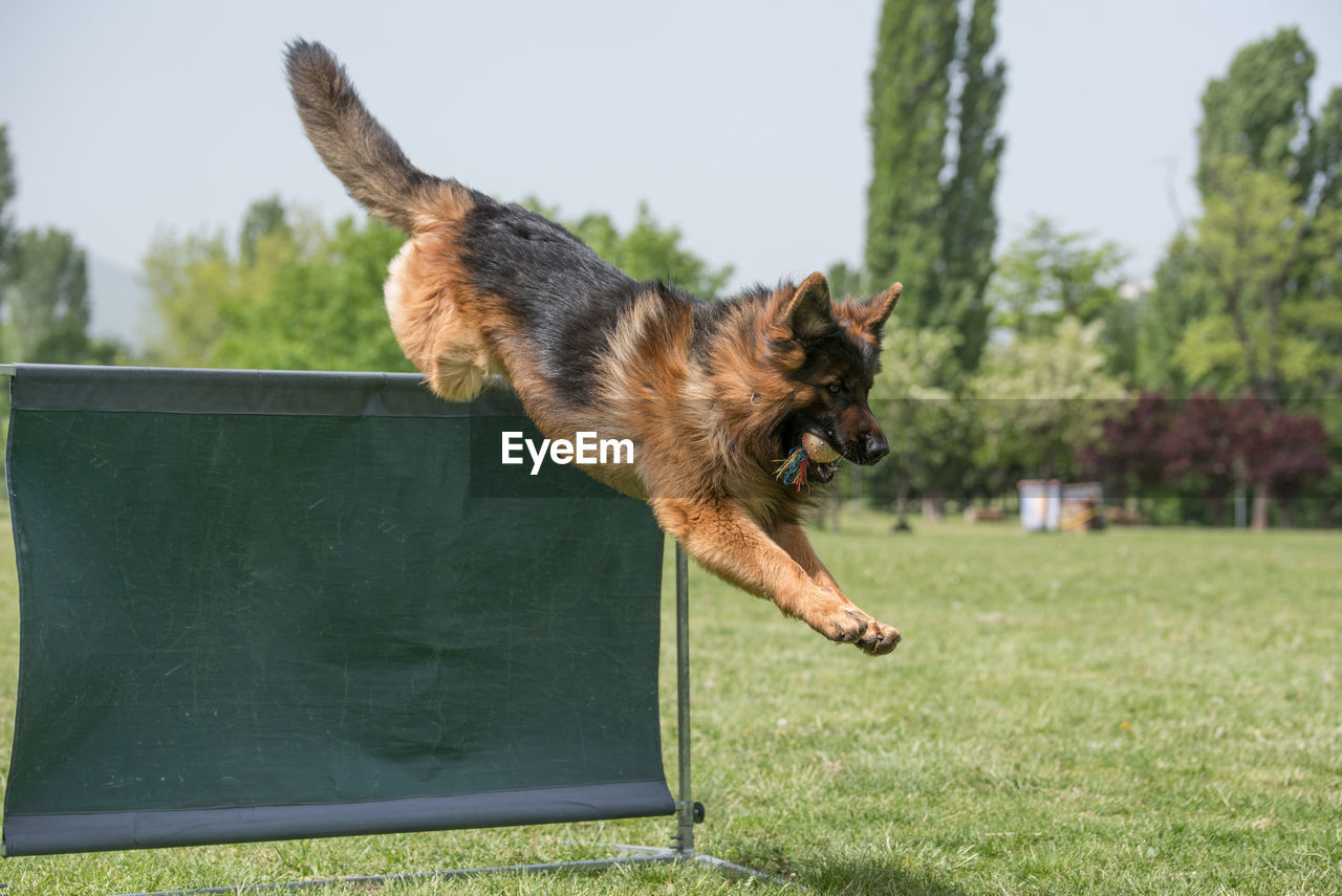 Close-up of dog in park