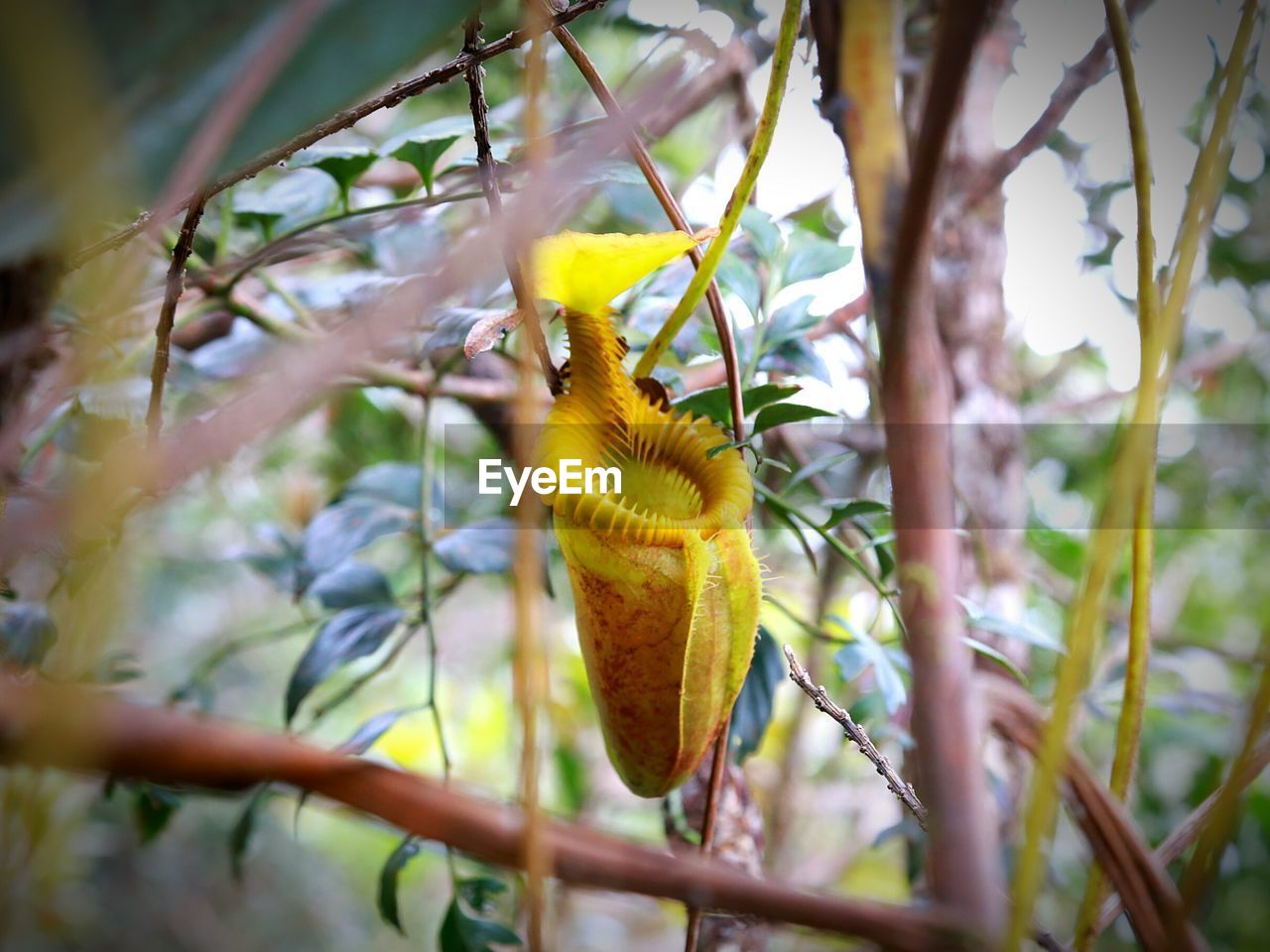 CLOSE-UP OF BANANA ON TREE