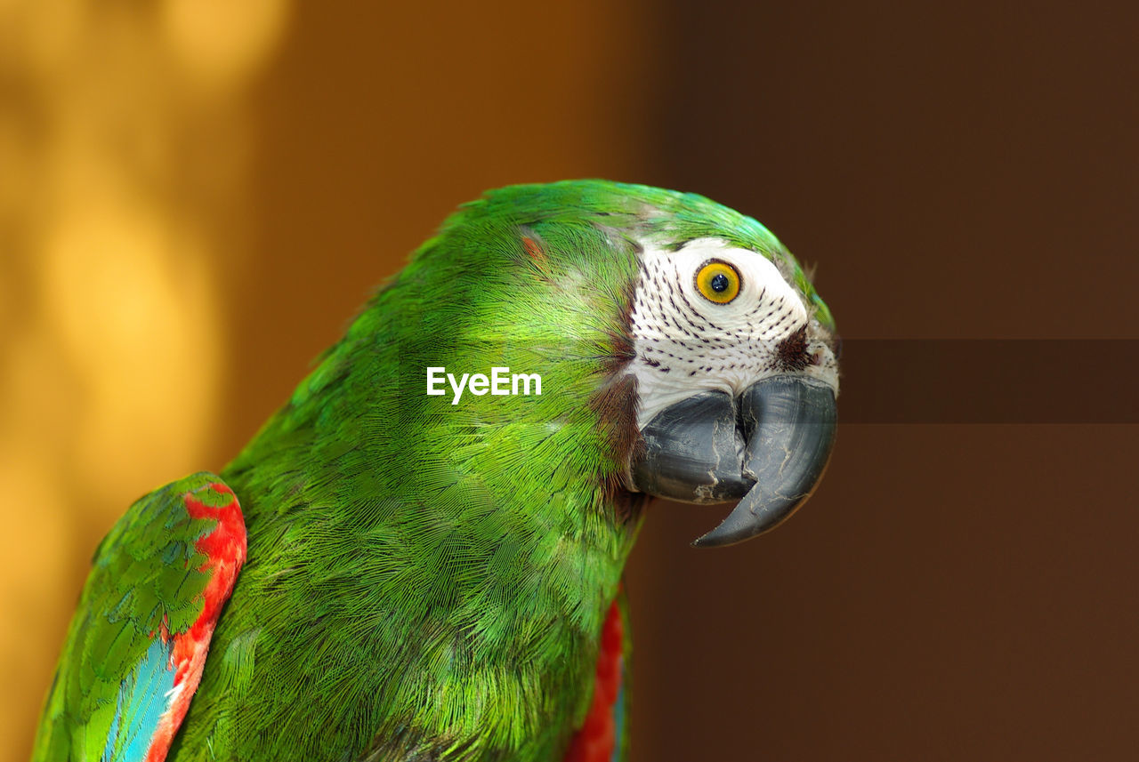 Close up of parrot