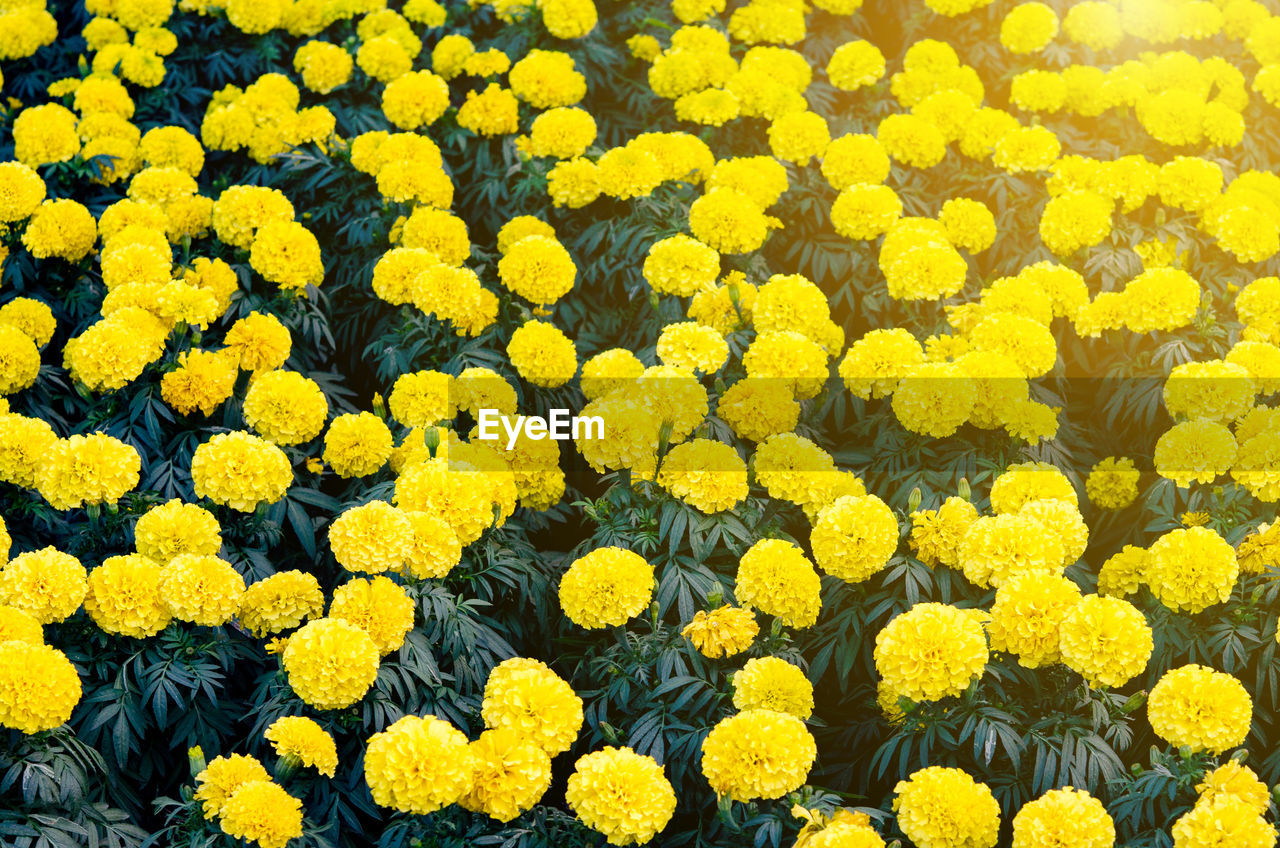 Close-up of yellow flowers