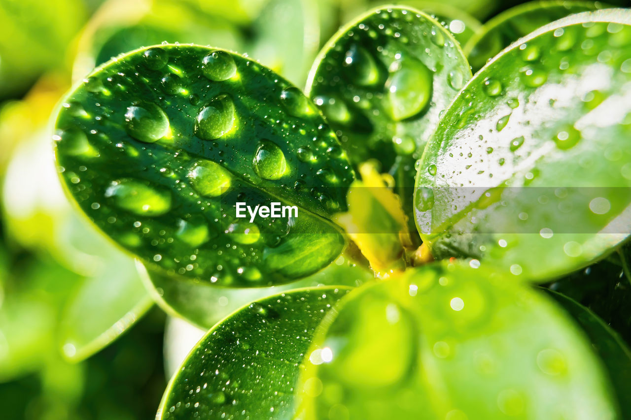 CLOSE-UP OF WATER DROPS ON LEAVES