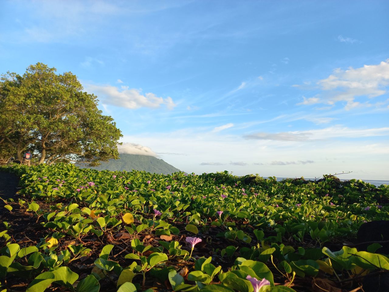 plant, sky, nature, landscape, growth, land, cloud, beauty in nature, agriculture, environment, flower, field, scenics - nature, leaf, freshness, food and drink, plant part, no people, food, green, rural scene, tree, crop, rural area, sunlight, tranquility, outdoors, blue, day, flowering plant, plantation, water, healthy eating, tranquil scene, hill, fruit, vegetable, summer, farm