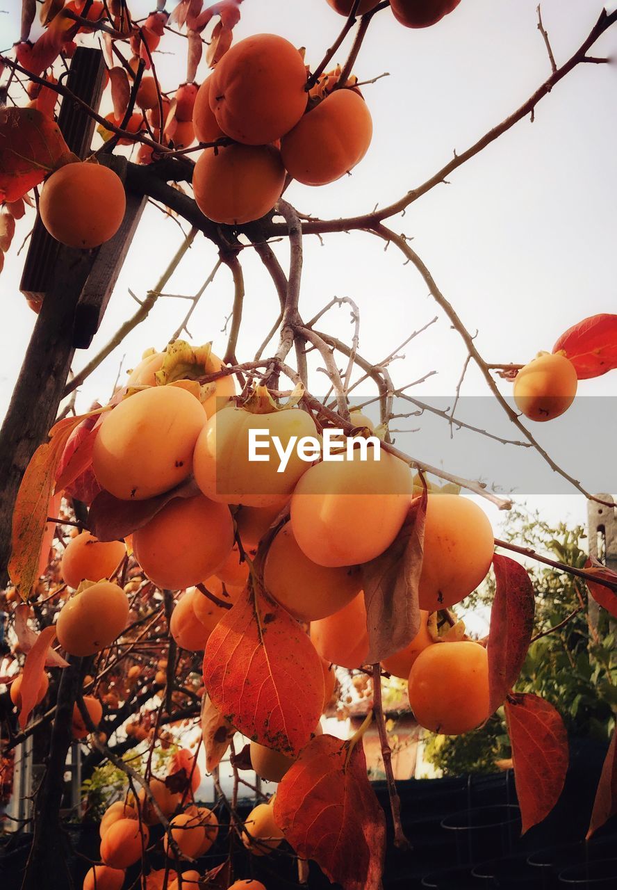 LOW ANGLE VIEW OF ORANGE FRUITS HANGING AGAINST TREE