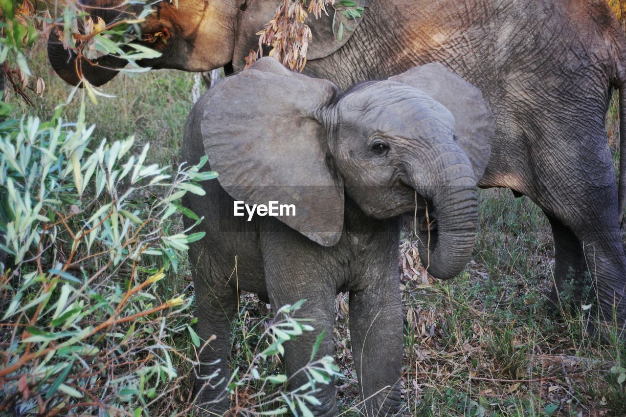 Portrait of a baby elephant